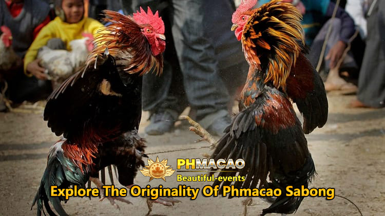 Explore The Originality Of Phmacao Sabong