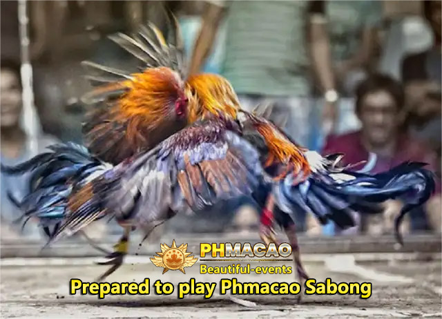 Prepared to play Phmacao Sabong